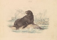 South American Sea Lion