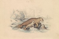 The Steller Sea Lion