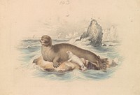The Bearded Seal by James Stewart