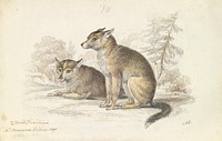 Dog of the North American Indians by Charles Hamilton Smith