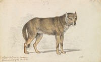 The Gray Wolf by Charles Hamilton Smith