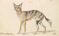 Senegalese Wolf or Grey Jackal by Charles Hamilton Smith