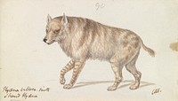 The Strand Hyaena by Charles Hamilton Smith