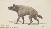 Naked Hyaena of the Deserts of Nubia by Charles Hamilton Smith