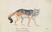 Black-backed Jackal by Charles Hamilton Smith