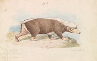 Sunda Stink Badger by Charles Hamilton Smith