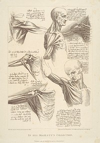 Sheet of Anatomical Studies of the Shoulder Muscles by Francesco Bartolozzi 