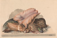 Groups of shells, drawn on stone from nature, by E.A. Crouch.