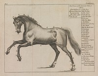 Practical farriery, or, The complete directory : in whatever relates to the food, management, and cure of the diseases incident to horses ; the whole alphabetically digested, and illustrated with copper-plates / by John Blunt, surgeon, at Leominster, Hereforshire.