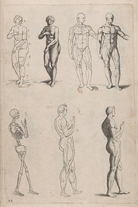 Ars pictoria, or, An academy treating of drawing, limning, painting, etching : to which are added 31 copper plates, expressing the choicest, nearest, and most exact grounds and rules of symmetry / collected out of the most eminent Italian, German and Netherland authors by Alexander Browne ...