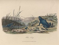 Journal of a voyage to New South Wales : with sixty-five plates of non descript animals, birds, lizards, serpents, curious cones of trees and other natural productions / by John White, esqre., surgeon general to the settlement.