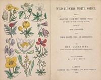 Wild flowers worth notice : being a selection from the British flora of some of our native plants, which are most attractive from their beauty, uses, or associations / by Mrs. Lankester ; fully illustrated by J.E. Sowerby.