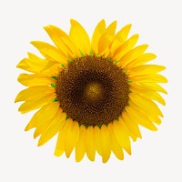 Sunflower, isolated botanical image