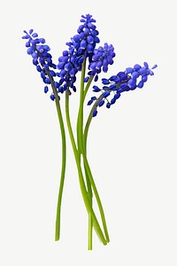 Purple hyacinth   collage element psd