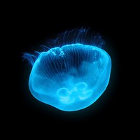 Blue jellyfish animal collage element psd