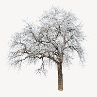 Winter tree isolated image