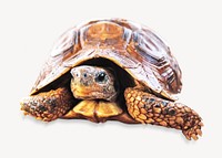 Bell's hinge back tortoise isolated image