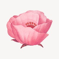 Pink poppy flower collage element psd