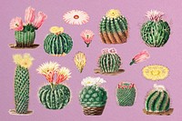 Watercolor cactus illustration set, collage element psd