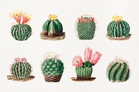 Watercolor cactus illustration set, collage element psd