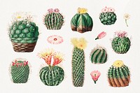 Watercolor cactus illustration set, collage element psd