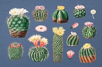 Watercolor cactus illustration set, collage element psd