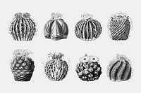 Black & white cactus illustration set, collage element psd