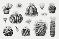 Black & white cactus illustration set, collage element psd