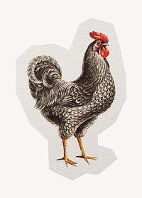 Rooster chicken paper element with white border