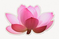 Pink lotus  paper element with white border