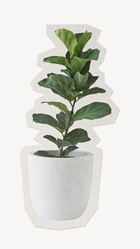 Fiddle-leaf fig plant paper cut isolated design