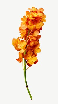 Orange orchid psd
