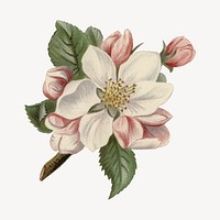 Apple flower vintage illustration
