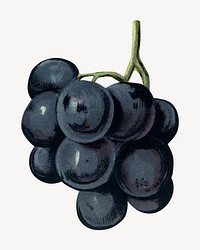 Grape vintage illustration psd