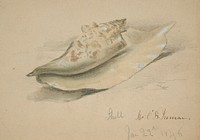 Conch Shell by John O Brien Inman