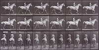 Animal Locomotion by Eadweard Muybridge