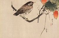 Starling on Japanese Snake Gourd Vine by Watanabe Seitei