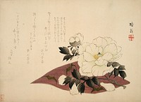 Camellia by Yabu Chōsui