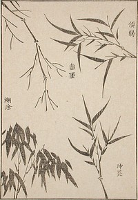 Bamboo Leaves at Various Stages of Growth by After Kō Fuyō