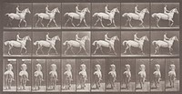 Smith Trotting Bareback by Eadweard Muybridge