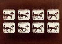 Animal Locomotion  (Man In Horse-Drawn Cart) by Eadweard Muybridge