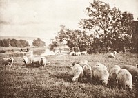 A Study Of Sheep by James Booker Blakemore Wellington