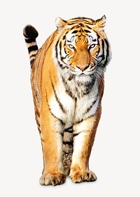 Tiger isolated image