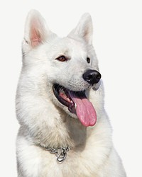 Eskimo dog psd, isolated design