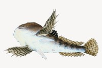 River fish vintage illustration