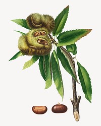 Spanish Chestnut (Castanea sativa) from Pomona Italiana (1817 - 1839) by <a href="https://www.rawpixel.com/search/Giorgio%20Gallesio?&amp;page=1">Giorgio Gallesio</a> (1772-1839). Original from New York public library. Digitally enhanced by rawpixel.