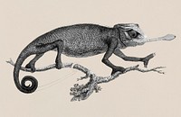 Illustration of Chameleon from Zoological lectures delivered at the Royal institution in the years 1806-7 illustrated by <a href="https://www.rawpixel.com/search/George%20Shaw?&amp;page=1">George Shaw</a> (1751-1813).