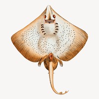 Stingray vintage illustration image, collage element psd