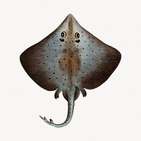 Stingray vintage illustration