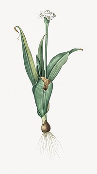 Onion plant vintage illustration